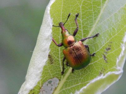 Nos&aacute;nik viničov&yacute;