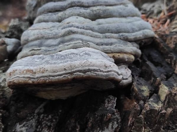 Pr&aacute;chnovec kopytovit&yacute;