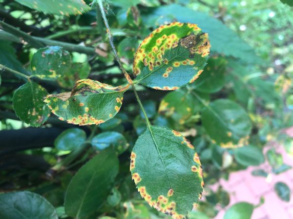 Hrdza ružov&aacute;