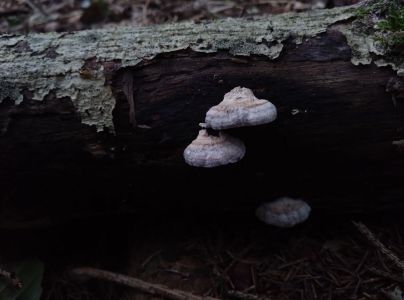 A - nie je v datab&aacute;ze