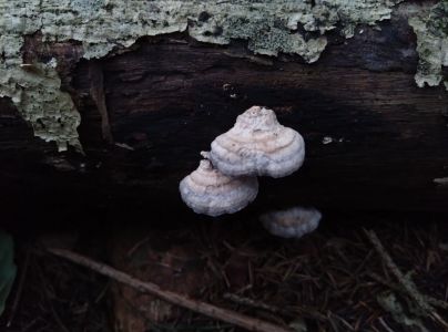 A - nie je v datab&aacute;ze