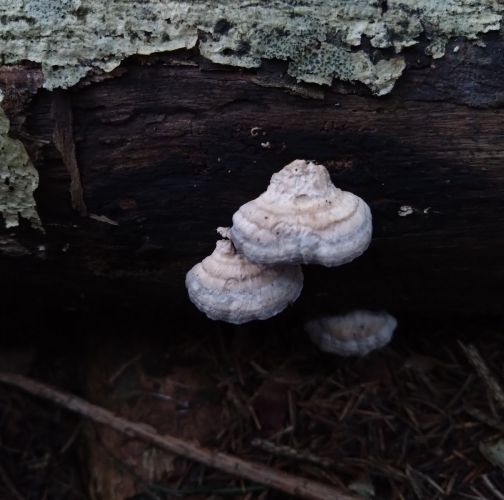 Martina Sucháňová 