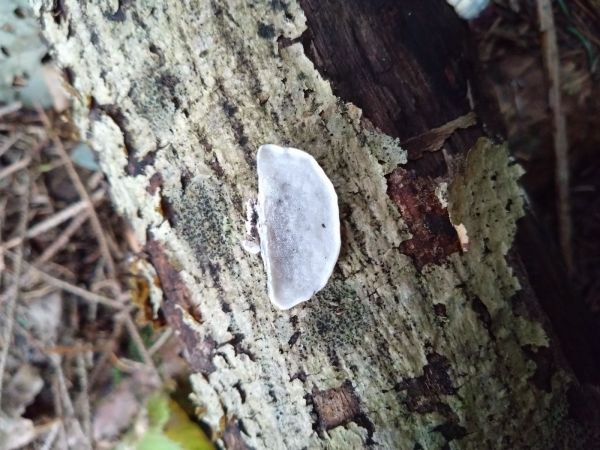 A - nie je v datab&aacute;ze