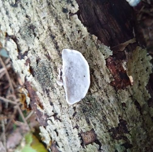 Martina Sucháňová 