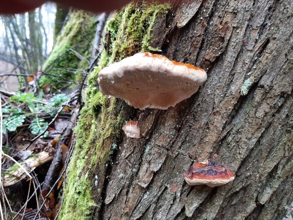 Pr&aacute;chnovček p&aacute;sikav&yacute; 