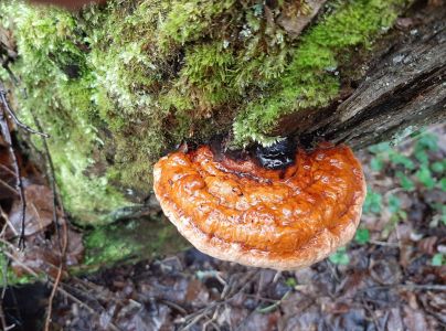 Pr&aacute;chnovček p&aacute;sikav&yacute; 