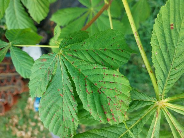 Plosk&aacute;čik paga&scaron;tanov&yacute;