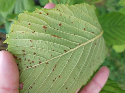 Plosk&aacute;čik paga&scaron;tanov&yacute;