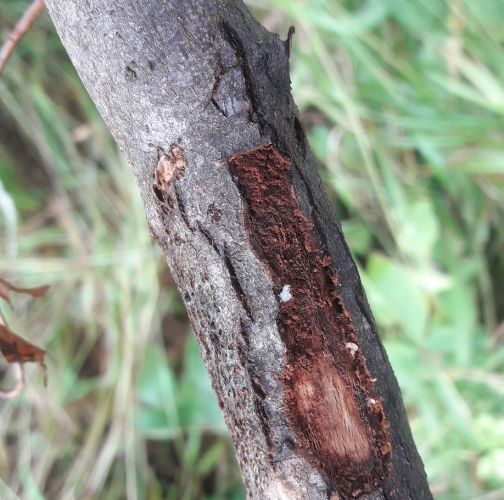 Gabriela Valúchová