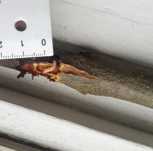 Gabriela Valúchová