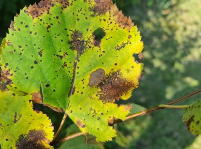 Huba Paraconiothyrium tiliae
