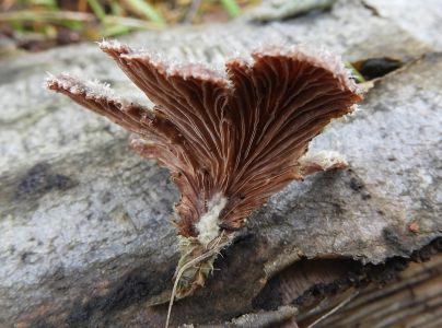 Klanolupeňovka obyčajn&aacute;