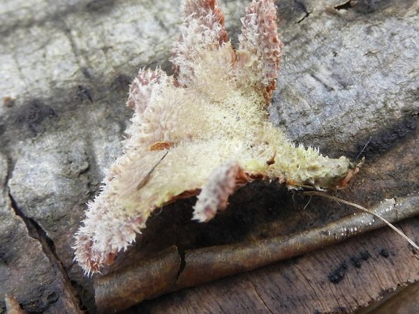 Klanolupeňovka obyčajn&aacute;