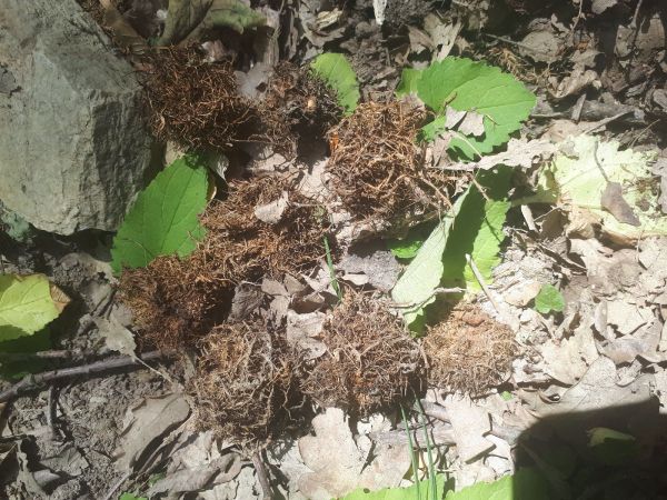 Hrčiarka Andricus caputmedusae