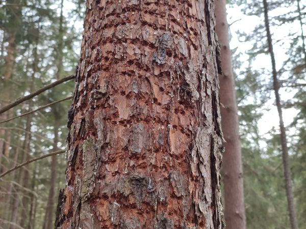 Kr&uacute;žkovanie stromov - ďateľ