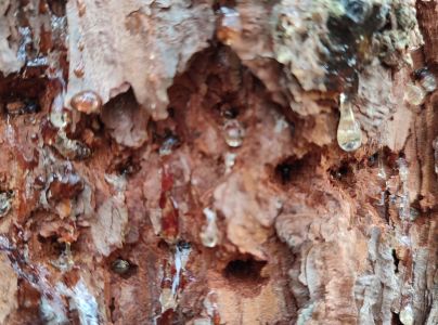 Kr&uacute;žkovanie stromov - ďateľ