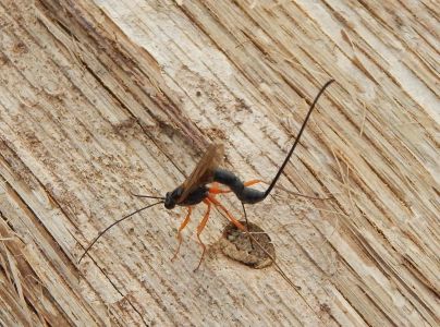 A - nejednoznačne určen&yacute;, nie sme si ist&iacute;