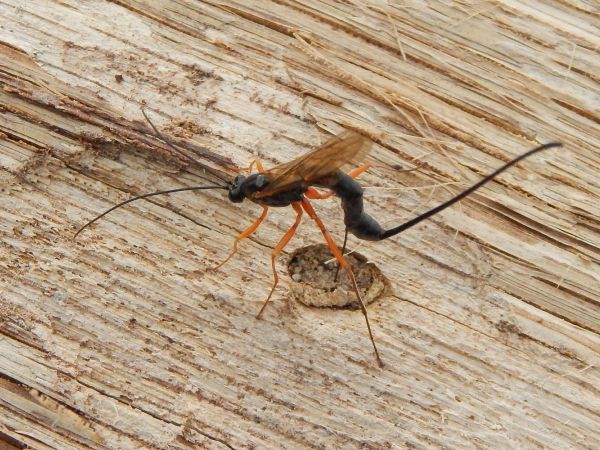 A - nejednoznačne určen&yacute;, nie sme si ist&iacute;