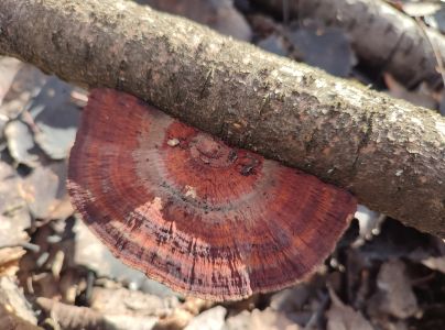 Sieťkovček červenkast&yacute;