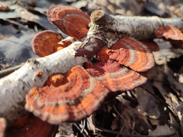 Sieťkovček červenkast&yacute;