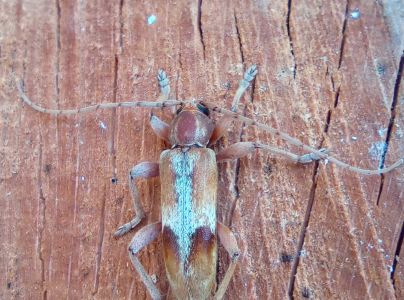 A - nie je v datab&aacute;ze