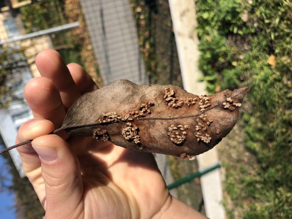 Hrdzavka hru&scaron;kov&aacute;