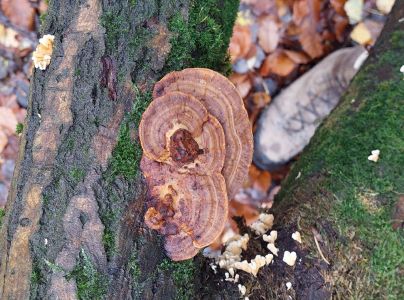 Sieťkovček červenkast&yacute;