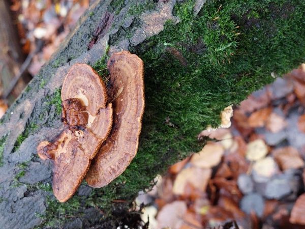 Sieťkovček červenkast&yacute;