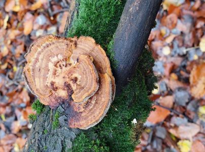 Sieťkovček červenkast&yacute;