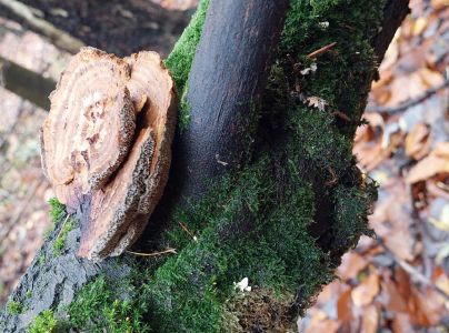 Sieťkovček červenkast&yacute;