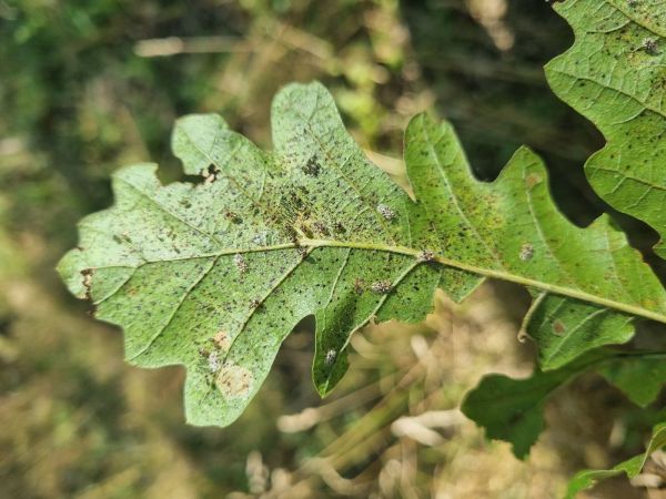 Sietnička dubov&aacute;