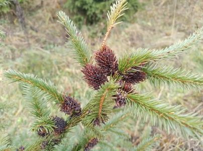 K&ocirc;rovnica zelen&aacute;