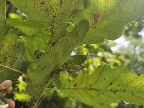 Sietnička dubov&aacute;