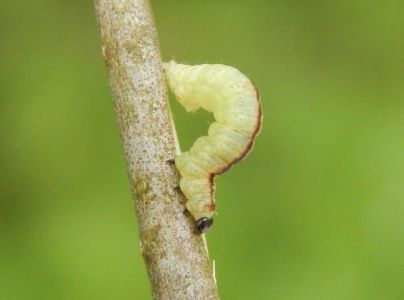 A - nie je v datab&aacute;ze