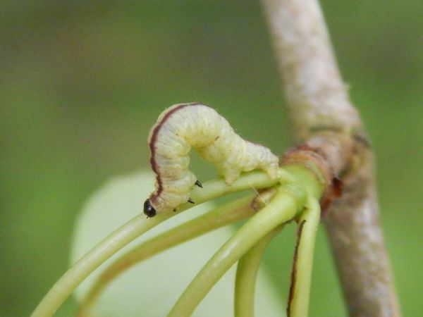 A - nie je v datab&aacute;ze