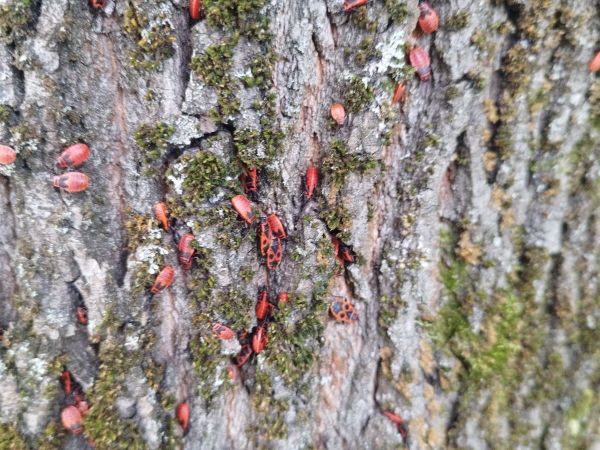 Cifru&scaron;a bezkr&iacute;dla 