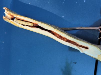 Drevotoč hru&scaron;kov&yacute;