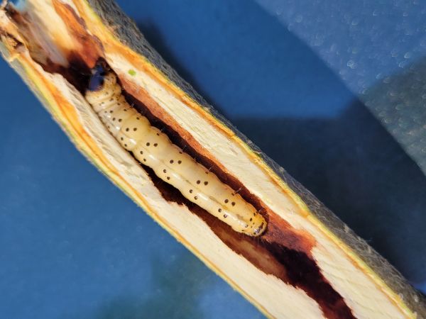 Drevotoč hru&scaron;kov&yacute;