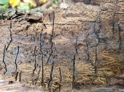 Lykokaz jaseňov&yacute;