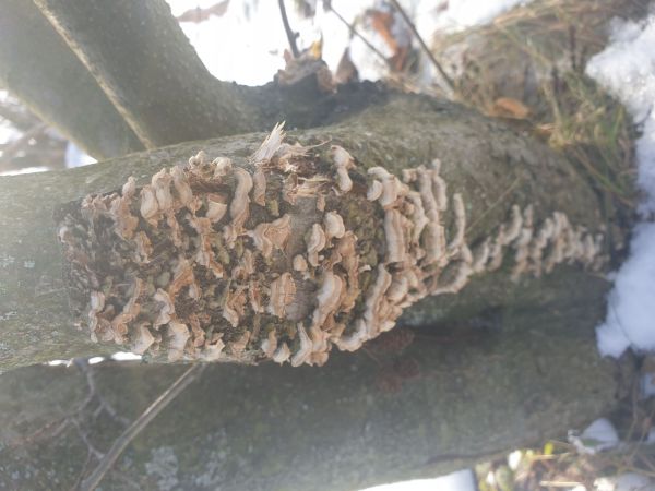 Kožnačka hrdzavohned&aacute;