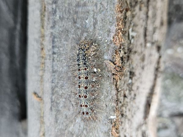 Mn&iacute;&scaron;ka veľkohlav&aacute;