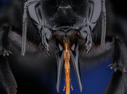 Drev&aacute;r fialov&yacute;