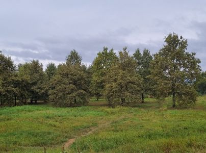 Sietnička dubov&aacute;