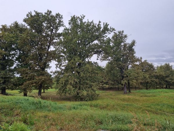 Sietnička dubov&aacute;