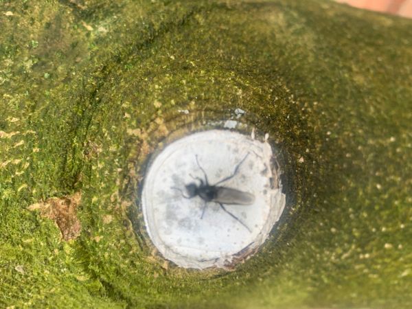 Mu&scaron;ica marcov&aacute;