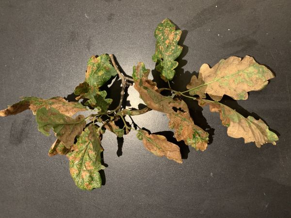 A - nie je v datab&aacute;ze