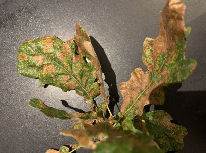 A - nie je v datab&aacute;ze