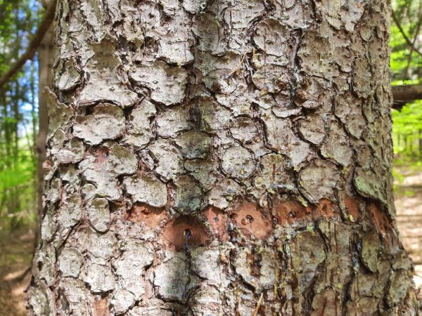 Kr&uacute;žkovanie stromov - ďateľ