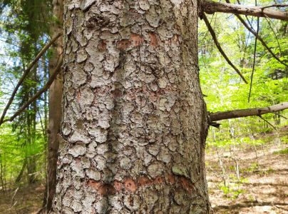 Kr&uacute;žkovanie stromov - ďateľ