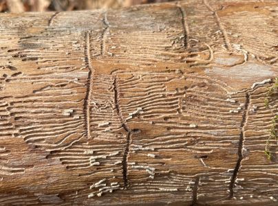 Lykokaz jaseňov&yacute;